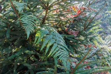 Eğreltiotu yaprakları sabah çiğ ile kaplı Sonbaharda genç ladin dalları arasında, arka ışıklandırılmış