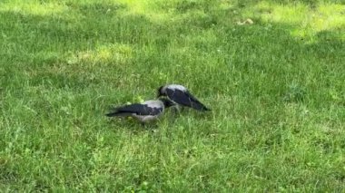 Kapüşonlu kargalar parkta çimlerde yürüyor ve vıraklıyor