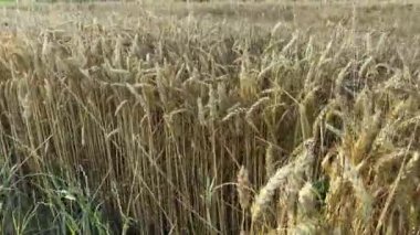 Güneşli bir sabahta tarlanın kenarında olgunlaşmamış sarı buğday.