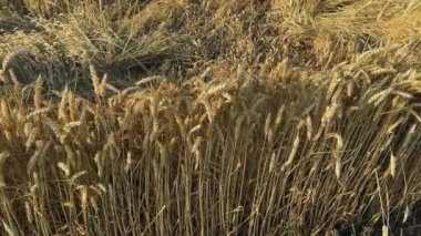 Güneşli bir akşamda ekili buğday tarlası kenarı.