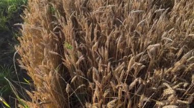 Güneşli bir sabahta tarlanın kenarında olgunlaşmamış sarı buğday.