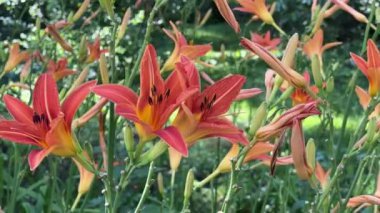 Güneşli bir sabahta turuncu renkli zambak çiçekleri