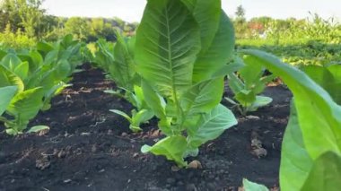 Yeşil yaprakları olan genç tütün bitkileri.