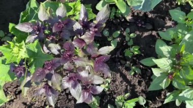 Yeşil ve mor fesleğenler tarlada, üst manzara