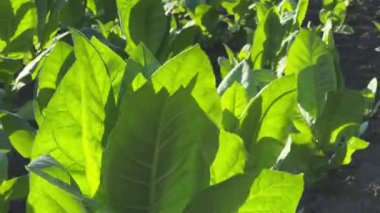 Tarlada yeşil yaprakları olan genç tütün bitkileri.