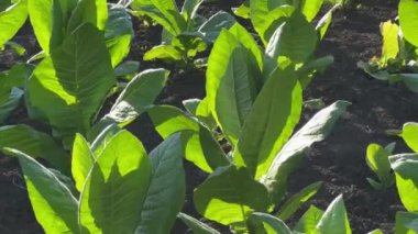 Tarlada yeşil yaprakları olan genç tütün bitkileri.