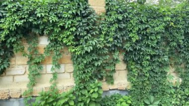 Yeşil kızlık üzümleri kabuk kayaları çitlerinde.