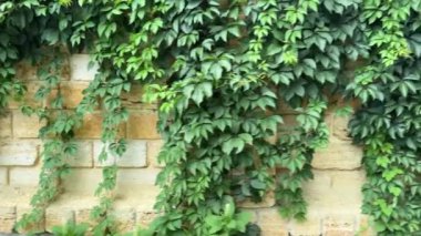 Yeşil kızlık üzümleri kabuk kayaları çitlerinde.