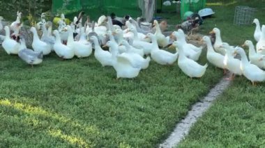Evcil ördekler bir çiftlik bahçesinde yer ve yürür.