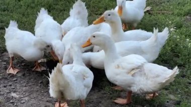 Evcil ördekler çiftlikte bileşik besin yerler.