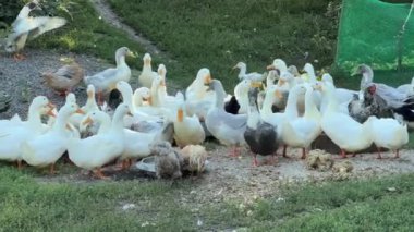 Evcil ördekler bir çiftlik bahçesinde yer ve yürür.