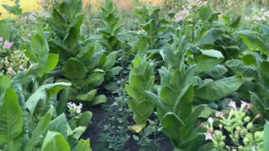 Çiçekli ve yapraklı tütünün kökleri güneşli sabahlarda