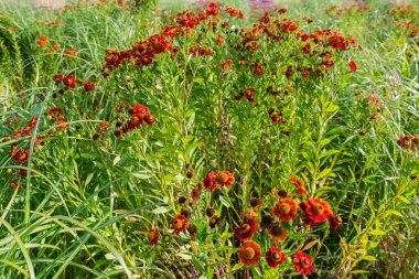Çiçek açan süslü helenyumun çalıları yaz güneşli akşamlarda parlak kırmızı ve turuncu çiçeklerle aydınlanıyor