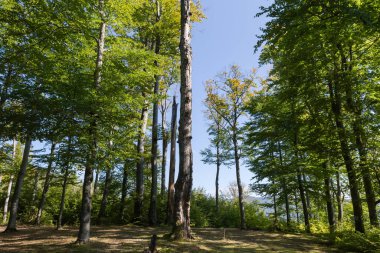 Sonbahar güneşli bir günde, açık gökyüzüne karşı dağdaki eski kayın ağaçları.