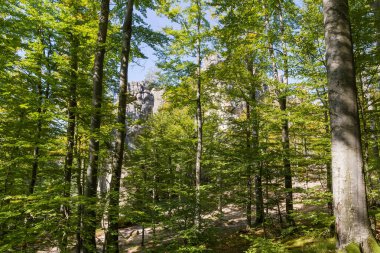 Old beech trees in the mountain forest with high separate rocky ledges in autumn sunny day clipart