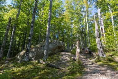 Old beech trees in the mountain forest with separate big stones and rocky ledges in autumn sunny day clipart