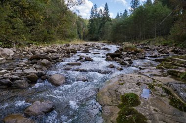 Sonbahar bulutlu bir günde kıyılarda ormanı olan küçük dağ nehri