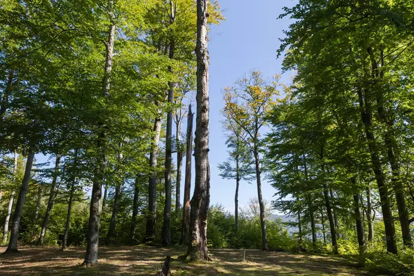 Sonbahar güneşli bir günde, açık gökyüzüne karşı dağdaki eski kayın ağaçları.