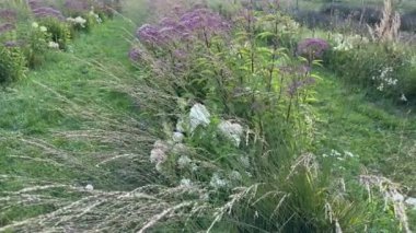 Bulutlu bir akşamda çayır üzerinde uzun otlar ve farklı çiçekler.