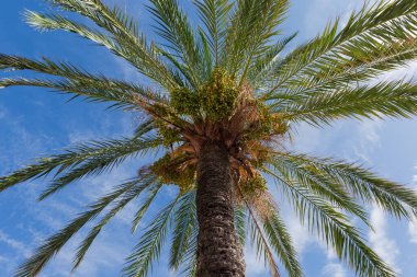 Phoenix Dactylifera 'nın tepesinde, yapraklarla ve olgunlaşmamış meyve kümeleriyle bilinen, güneşli bir günde açık bulutlu, tepeden tırnağa manzaralı, mavi gökyüzüne karşı