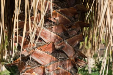 Nispeten genç palmiye ağacının gövdesinin bir kısmı güneşli bir günde kuru yaprakların arasındadır.
