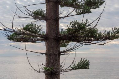 Süslü Araucaria Heterofilla 'nın bir parçası. Bulutlu gökyüzü ve denizin bulanık arka planında deniz kenarında yaprakları büyüyen braketlerle birlikte.