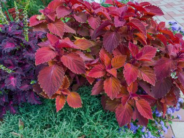 Parlak çeşitlilikteki kestane kırmızısı yapraklarla donatılmış koleusun çalıları bulutlu havada, seçici odak noktasında yakın plan.