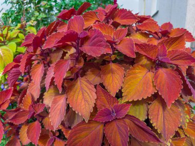 Parlak çeşitlilikteki kestane rengi yapraklarla donatılmış Coleus 'un çalıları bulutlu havalarda, alçak bir noktadan ön manzara
