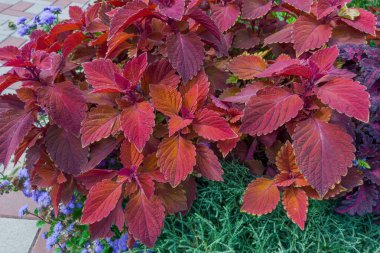 Parlak çeşitlilikteki kestane kırmızısı yapraklarla donatılmış koleusun çalıları bulutlu havada, seçici odak noktasında yakın plan.