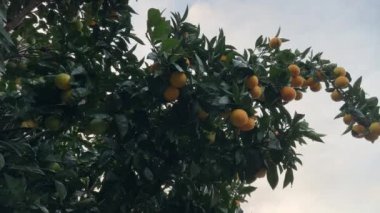 Gökyüzüne yağan yağmurdan sonra olgunlaşan meyvelerle mandalina ağacı