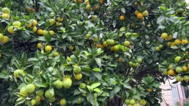 Mandalina ağacı, inşaata karşı yağan yağmurdan sonra olgunlaşan meyvelerle