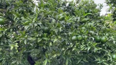 Bulutlu bir günde yeşil meyveli mandalina ağaçları