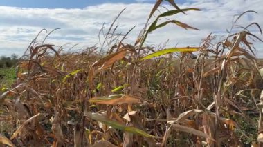 Rüzgarlı bir günde, tarlada taze mısır.