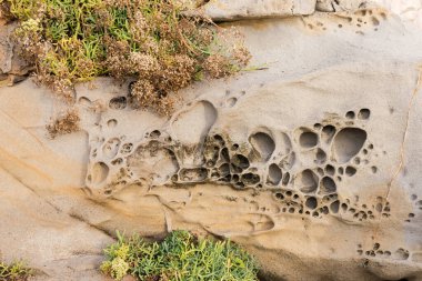 Sonbahar güneşli sabahında taştan bir sahil şeridinde bitki örtüsü olan yıpranmış sahil taşı kayaları.