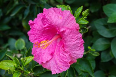 Çin gülü olarak da bilinen Hibiscus rosa-sinensis 'in pembe çiçeği, ya da kapalı hava şartlarında amber çalılarının koyu bulanık arka planında Hawaii amblemi.
