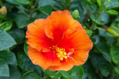 Çin gülü olarak da bilinen Hibiscus rosa-sinensis 'in portakal çiçeği, ya da kapalı havalarda amber çalılarının koyu bulanık arka planında Hawaii amfibisi.