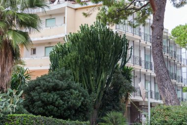 Euphorbia Ingens 'in büyük çalıları, aynı zamanda şamdan ağacı olarak da bilinir, ya da bulutlu bir günde kamu bahçesindeki diğer bitkiler arasında çok katlı binalara karşı dev süt çalıları.