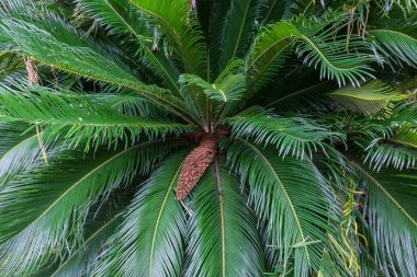 Part of Cycas revoluta, also known as Japanese sago palm with male reproductive structure among the leaves in park in overcast day clipart