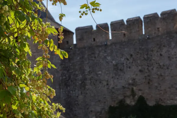 Ortaçağ kalesinin iç avlusundaki bina duvarında, savunma duvarı ve kulesinin bulanık arka planında koniler sürünüyordu.