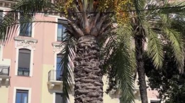Güneşli bir günde, çok katlı binanın önünde hurma ağaçları...