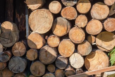 Woodpile of firewood in the form of unsplit logs of coniferous and deciduous trees stacked in row under canopy outdoors in sunny morning clipart