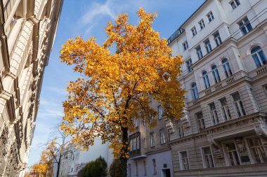 Parlak sonbahar yapraklı yaşlı lale ağacı güneşli havada çok katlı binaları olan bir şehir caddesinde.