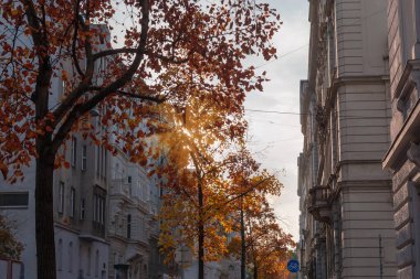 Parlak sonbahar yaprakları olan eski lale ağaçlarının sıraları güneşli havada çok katlı binaları olan bir şehir caddesinde.