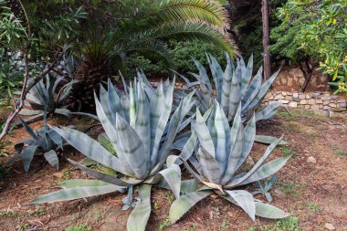 Süslü Agave Americana 'nın çalıları, aynı zamanda yüzyıl bitkisi olarak da bilinir, ya da Amerikan aloe' si, bulutlu bir günde park halinde.