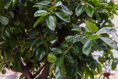 Plastik incir olarak da bilinen Ficus elastica ağacının bir parçası ya da bulutlu bir günde Akdeniz 'in bir halk bahçesinde yetişen genç yapraklı Hint kauçuk ağacı.