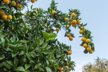 Yapraklı ve olgun meyveli mandalina ağacının bir kısmı, yağmurun ardından suyla kaplanır. Bu ağacın meyveleri gökyüzüne doğru sarkmaktadır.