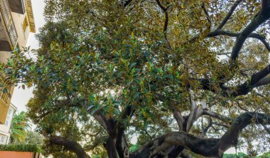 Kauçuk incir olarak da bilinen eski yayılan Ficus elastica ağacının bir parçası ya da gün batımında Akdeniz 'de bir halk bahçesinde kalın dalları olan Hint kauçuk ağacı.