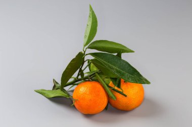 İki taze toplanmış mandalina, mandallı narenciye karışımı ve gri arka planda yaprakları olan ince dallı tatlı portakal gibi.