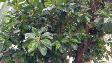 Halk bahçesindeki Ficus elastica ağacının dalları