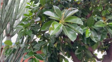 Halk bahçesindeki Ficus elastica ağacının dalları